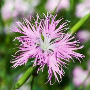 Pulskaneilikka (Dianthus superbus), lähikuva vaaleanpunaisesta, röyhelömäisestä kukasta.