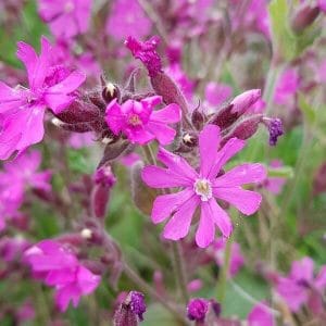 Puna-ailakki (Silene dioica) kirkkaan pinkkeine kukkineen.