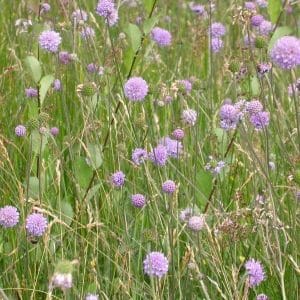 Purtojuuri (Succisa pratensis) kasvaa niityllä violetinsinisin pallomaisin kukinnoin vehreiden heinien keskellä.