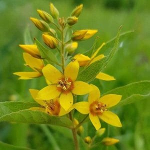 Ranta-alpi (Lysimachia vulgaris). Lähikuva keltaisista kukinnoista rehevän vihreässä ympäristössä.