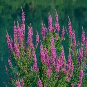 Rantakukka (Lythrum salicaria) – purppuranpunaiset kukinnot kohoavat tiheinä ryhminä veden äärellä.