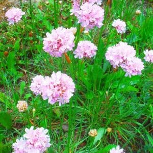 Rantalaukkaneilikka (Armeria maritima) – vaaleanpunaisia rantalaukkaneilikoita – kotimainen lajike.