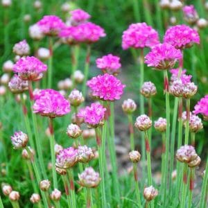 Rantalaukkaneilikka (Armeria maritima 'Splendens') – kauniin pinkkikukkainen ulkomainen lajike.