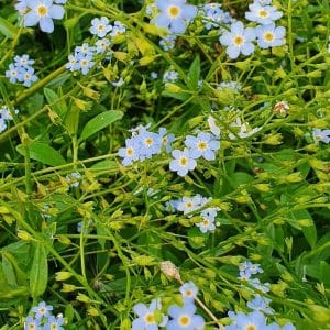 Rantalemmikki (Myosotis laxa), sinisiä pieniä kukkia vehreässä kasvustossa.