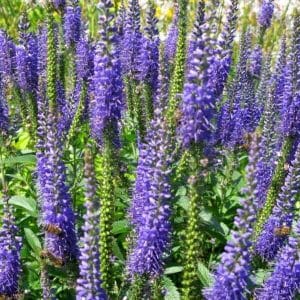 Rantatädyke (Veronica longifolia) – violetinsinisiä, pitkiä kukintoja ympäröi vihreä lehvästö aurinkoisessa puutarhassa.