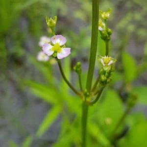 Ratamosarpio (Alisma plantagoaquatica), jonka pienet vaaleanpunaiset kukat ja hennot vihreät varret erottuvat tarkasti.