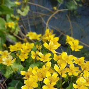 Rentukka (Caltha palustris) kirkkaan keltaisissa kukissa veden äärellä.