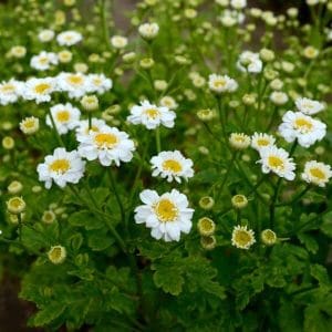 Reunuspäivänkakkara (Tanacetum parthenium) – kaunis, pienikukkainen kasvi luonnonmukaiseen puutarhaan.