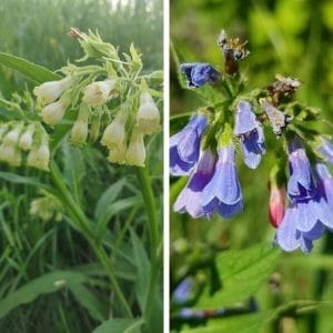 Rohtoraunioyrtti (Symphytum officinale) vasemmalla vaaleankeltaiset kukat ja oikealla siniset kellomaiset kukat.