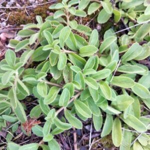 Rohtotädyke (Veronica officinalis) – Ärenpris – maanpeitekasvi, jolla on vihreät, karvaiset lehdet.