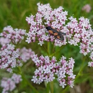 Valeriaana / Rohtovirmajuuri (Valeriana officinalis) – vaaleanpunaiset kukinnot. Tilaa siemenet.