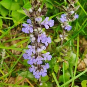 Rönsyakankaali (Ajuga reptans) kukkii sinivioletein huulikukin matalana maanpeittokasvina.