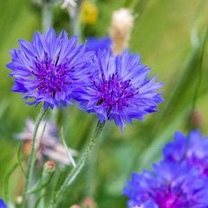 Ruiskaunokki (Centaurea cyanus) kirkkaan sinisin kukin koristaa luonnonniittyjä ja puutarhoja.