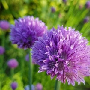 Ruoholaukka eli ruohosipuli (Allium schoenoprasum) kaksi violettia kukintoa vehreässä ympäristössä.