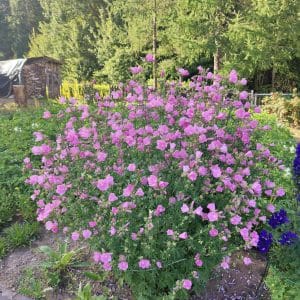 Ruusumalva (Malva alcea) – Rosenmalva, vaaleanpunaiset kukat vehreässä kasvustossa.