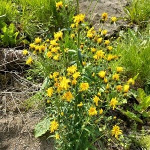 Sarjakeltano (Hieracium umbellatum, Flockfibbla) – keltakukkainen kasvi kuiville ja karuille kasvupaikoille