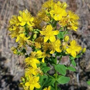 Särmäkuisma (Hypericum maculatum), lähikuva keltaisista kukista vihreää taustaa vasten.