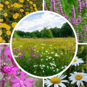 Savimaan kukkaniitty siemenseos – monipuolinen lajitelma luonnonkukkia ja niittykasveja.