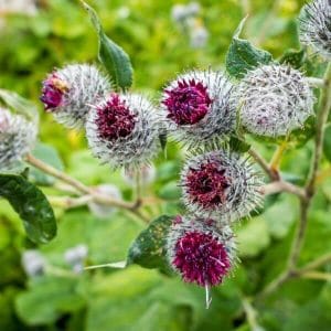 Seittitakiainen (Arctium tomentosum, Ullkardborre) – hopeanhohtoiset takiaispallot ja syvän purppurat kukat lähikuvassa.