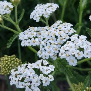Siankärsämö (Achillea millefolium) – valkoisia kukintoja ja hienoliuskaisia lehtiä luonnonkukkapellossa.