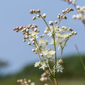 Sikoangervo (Filipendula vulgaris), kukkiva valkokukkainen kasvi luonnossa.