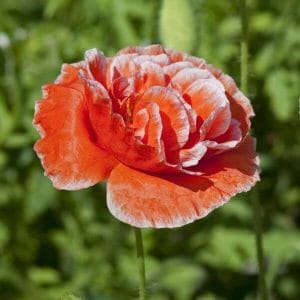 Silkkiunikko (Papaver rhoeas, Kornvallmo) 'Dawn Chorus' – kaunis yksivuotinen kesäkukka.