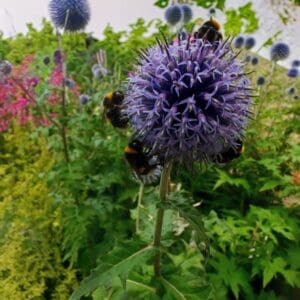 Sinipallo-ohdake (Echinops bannaticus, Blå bolltistel) kukkii sinivioletein pallomaisin kukin ja houkuttelee kimalaisia.