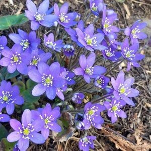 Sinivuokko (Hepatica nobilis, Blåsippa) – kevään ensimmäisiä kukkijoita, jossa on upeat siniset kukat ja siro lehdistö.