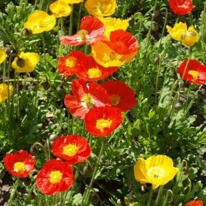 Siperianunikko (Papaver croceum) kukkii kirkkaan punaisissa ja keltaisissa sävyissä vihreällä taustalla.