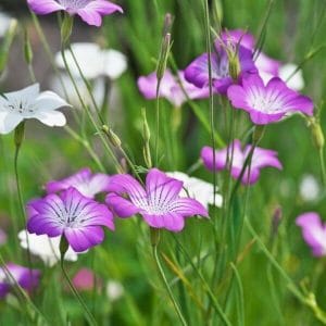 Siroaurankukka (Agrostemma gracilis, Agrostemma brachylobum) – Kesäkukkien siemenet.