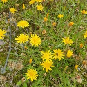 Syysmaitiainen (Scorzoneroides autumnalis) keltaiset kukinnot niityllä.