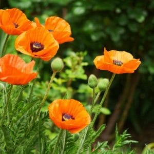 Tarhaidänunikko (Papaver orientale -ryhmä), jossa oranssinvärisiä, näyttäviä kukkia.