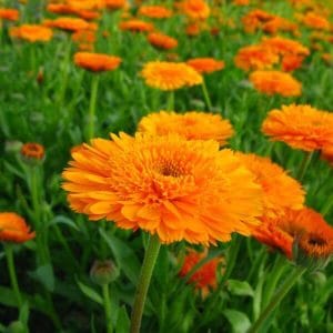 Tarhakehäkukka (Calendula officinalis fl. pl.) – kirkkaan oranssit, kerrotut kukat yksivuotisena kesäkukkana.