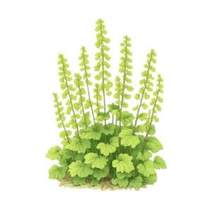 Tellima (Tellima grandiflora) – lehtevä mätäskasvu ja korkeat kukkavarret, joissa vaaleanvihreitä kukkia. Tekoäly kuva.