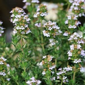 Timjami (Thymus fragrantissimus, Orange Thyme, Dofttimjan) – aromaattinen yrtti vaaleanpunaisilla kukilla.