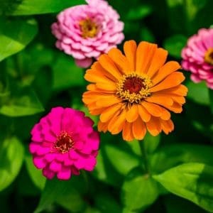 Tsinnia / Oppineiden kukka (Zinnia elegans) – tsinnia-kukkien ryhmä: oransseja, pinkkejä ja vaaleanpunaisia sävyjä.