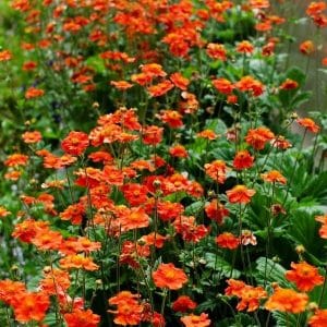 Tulikellukka (Geum coccineum) kukkii hehkuvan oranssina vihreiden lehtien keskellä.