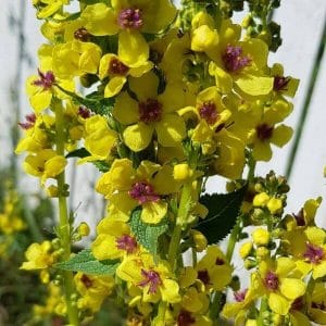 Tummatulikukka (Verbascum nigrum) – kirkkaankeltaiset kukat violeteilla heteillä.