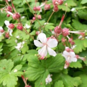 Tuoksukurjenpolvi (Geranium macrorrhizum) – vaaleat kukat ja vihreät lehdet lähikuvassa.