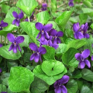 Tuoksuorvokki (Viola odorata, Luktviol) – matala perenna, jolla on voimakkaan violetit kukat ja raikkaan vihreä lehdistö.