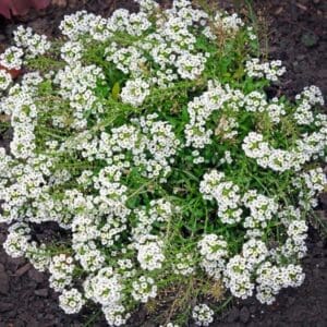 Tuoksupielus (Lobularia maritima) – Valkokukkainen tuoksupielus kukkii tiiviinä kasvustona tummalla mulloksella.