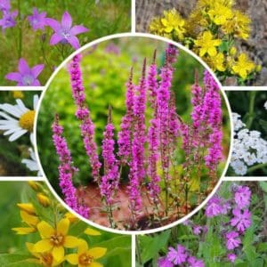 Tuore niitty siemenseos tuoreelle niitylle ja puolivarjoiselle paikalle sopivia kasveja