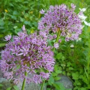 Ukkolaukka (Allium hollandicum) – violetit, pallomaiset kukinnot erottuvat vehreää taustaa vasten.