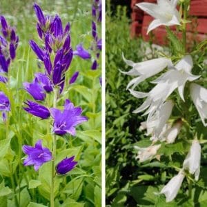 Ukonkello (Campanula latifolia) – sinisiä ja valkoisia kukintoja vehreässä ympäristössä.