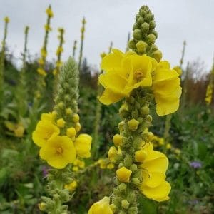Ukontulikukka (Verbascum thapsus) – lähikuva kirkkaankeltaisista kukista niityllä.