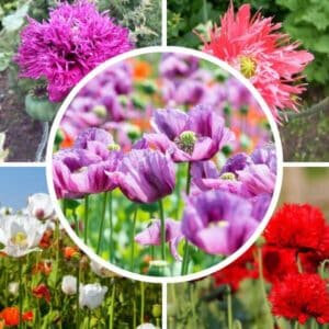 Unikkoseos (Papaveraceae) – yksittäisiä kuvia punaisista, lilanvioleteista ja valkoisista unikoista.