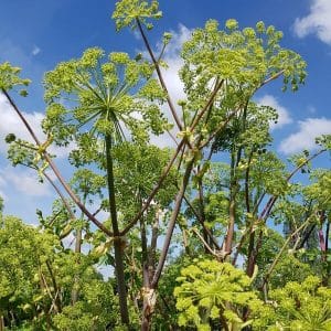 Väinönputki - Angelica archangelica - Kvanne frön - siemenet.