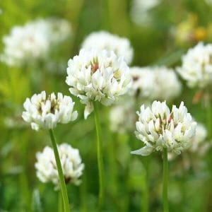 Valkoapila (Trifolium repens, Vitklöver) – valkoiset kukat ja matala kasvutapa, erinomainen maaperänpeittoon.
