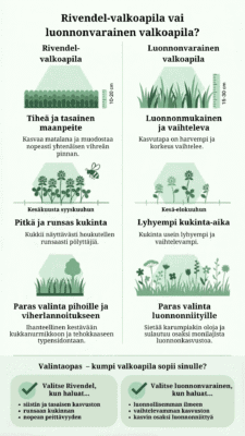 Valkoapilan vertailu – kasvutavan, kukinnan ja käyttötarkoituksen mukaan.