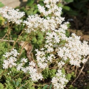 Valkomaksaruoho (Sedum album, Vit Fetknopp) – maanpeitekasvi valkoisilla kukilla, erinomainen valinta myös viherkatoille.